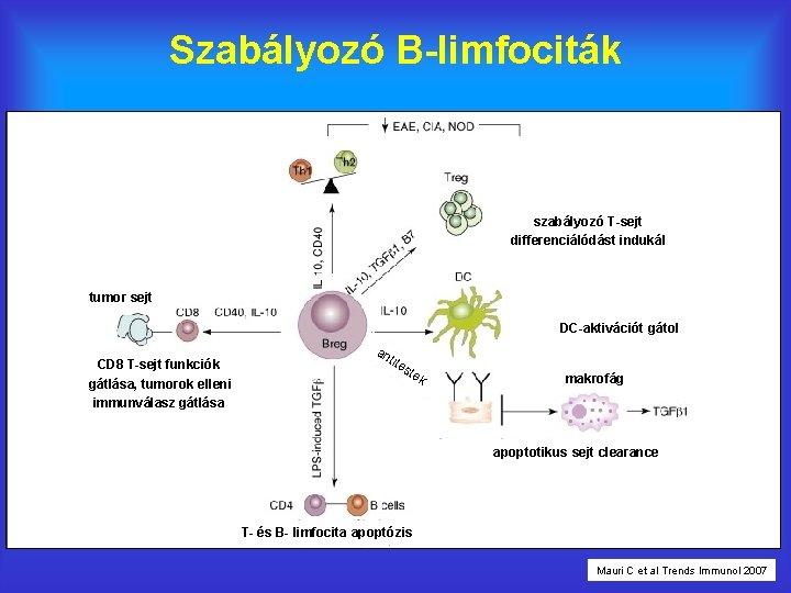 Szabályozó B-limfociták szabályozó T-sejt differenciálódást indukál tumor sejt DC-aktivációt gátol CD 8 T-sejt funkciók