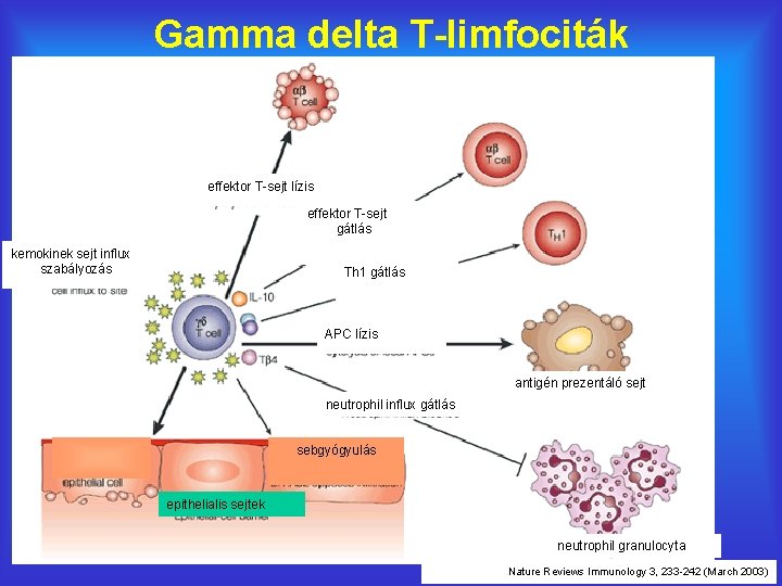 Gamma delta T-limfociták effektor T-sejt lízis effektor T-sejt gátlás kemokinek sejt influx szabályozás Th