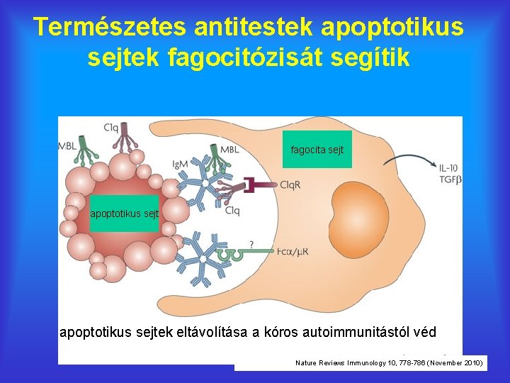 Természetes antitestek apoptotikus sejtek fagocitózisát segítik fagocita sejt apoptotikus sejtek eltávolítása a kóros autoimmunitástól