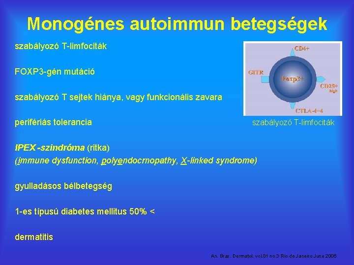 Monogénes autoimmun betegségek szabályozó T-limfociták FOXP 3 -gén mutáció szabályozó T sejtek hiánya, vagy