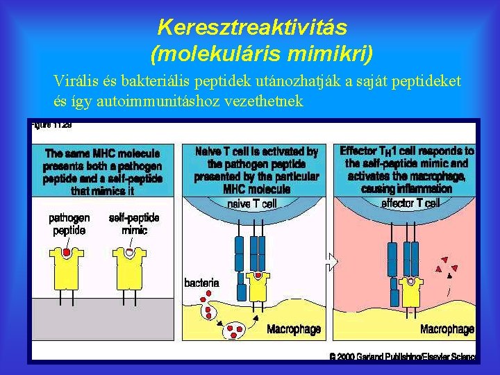 Keresztreaktivitás (molekuláris mimikri) Virális és bakteriális peptidek utánozhatják a saját peptideket és így autoimmunitáshoz