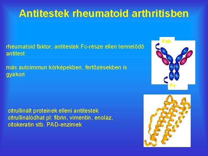 Antitestek rheumatoid arthritisben rheumatoid faktor, antitestek Fc-része ellen termelődő antitest Fab más autoimmun kórképekben,