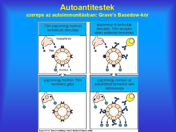 Autoantitestek szerepe az autoimmunitásban: Grave’s Basedow-kór TSH pajzsmirigy hormon termelését stimulálja autoimmun B limfociták