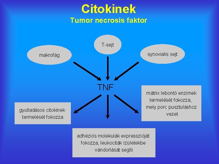 Citokinek Tumor necrosis faktor T-sejt synovialis sejt makrofág TNF gyulladásos citokinek termelését fokozza mátrix