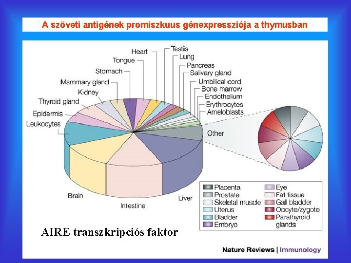 A szöveti antigének promiszkuus génexpressziója a thymusban AIRE transzkripciós faktor 