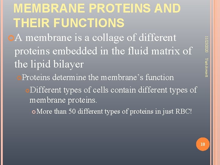 MEMBRANE PROTEINS AND THEIR FUNCTIONS Proteins determine the membrane’s function Different types of cells