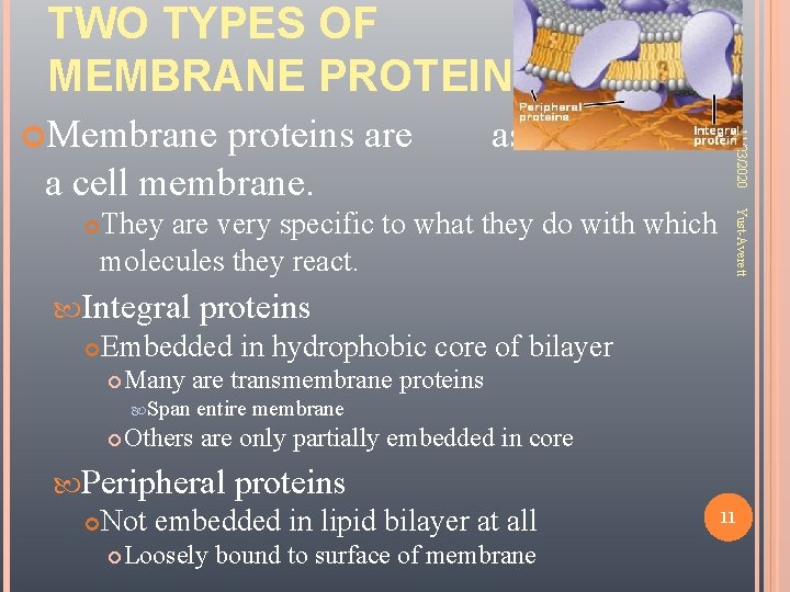 TWO TYPES OF MEMBRANE PROTEINS proteins are a cell membrane. associated with Integral proteins