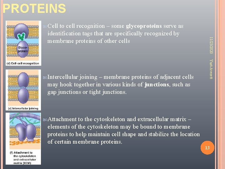 PROTEINS Cell joining – membrane proteins of adjacent cells may hook together in various