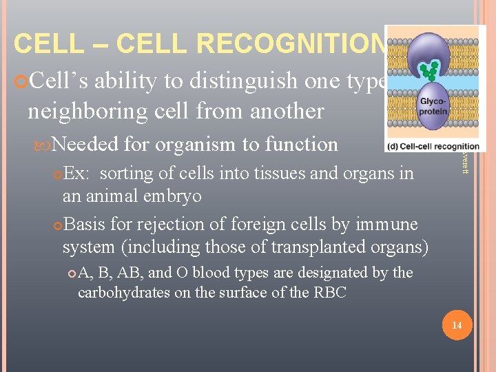 CELL – CELL RECOGNITION ability to distinguish one type of neighboring cell from another