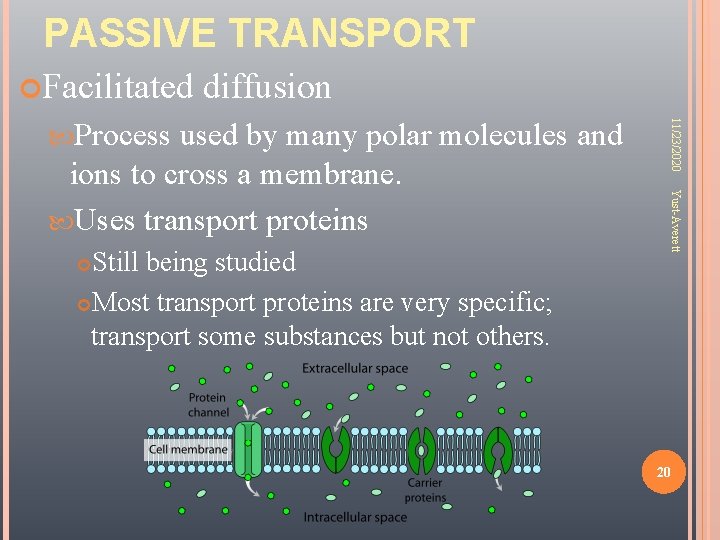 PASSIVE TRANSPORT Facilitated diffusion Still being studied Most transport proteins are very specific; transport