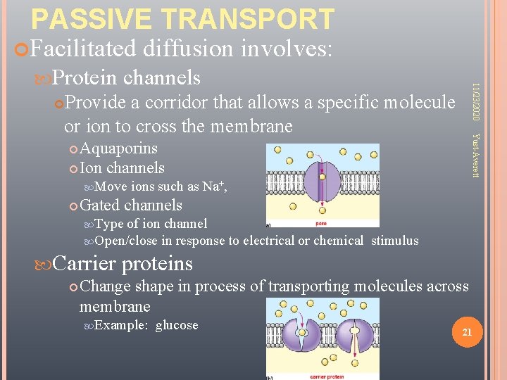 PASSIVE TRANSPORT Facilitated channels 11/23/2020 Protein diffusion involves: Provide a corridor that allows a