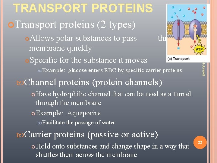 TRANSPORT PROTEINS Transport proteins (2 types) Channel glucose enters RBC by specific carrier proteins