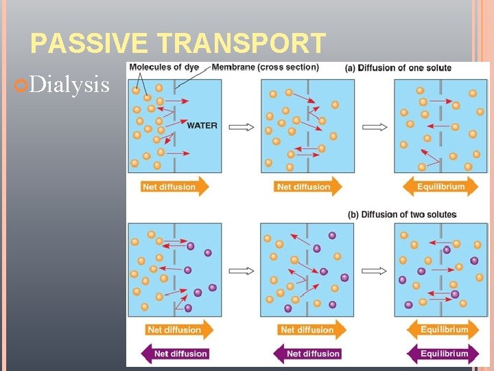 PASSIVE TRANSPORT 11/23/2020 Dialysis Yust-Averett 26 