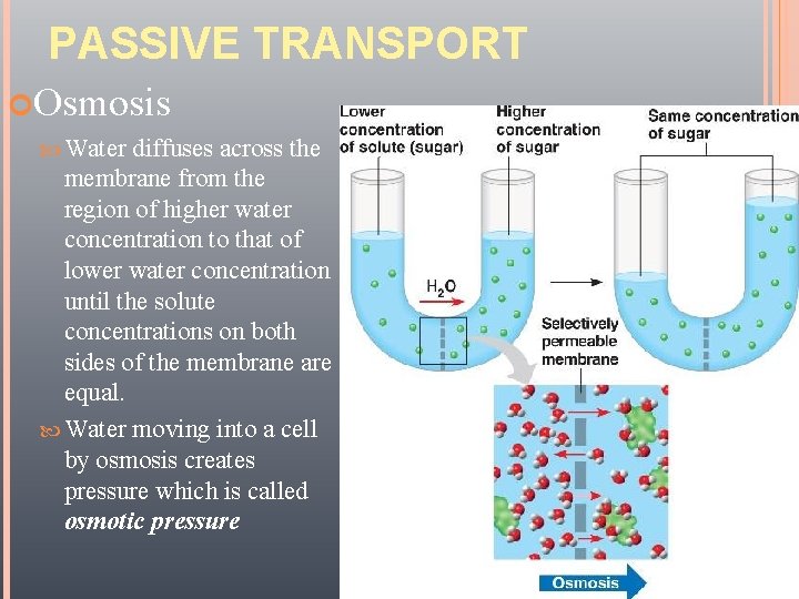 PASSIVE TRANSPORT Osmosis Yust-Averett diffuses across the membrane from the region of higher water