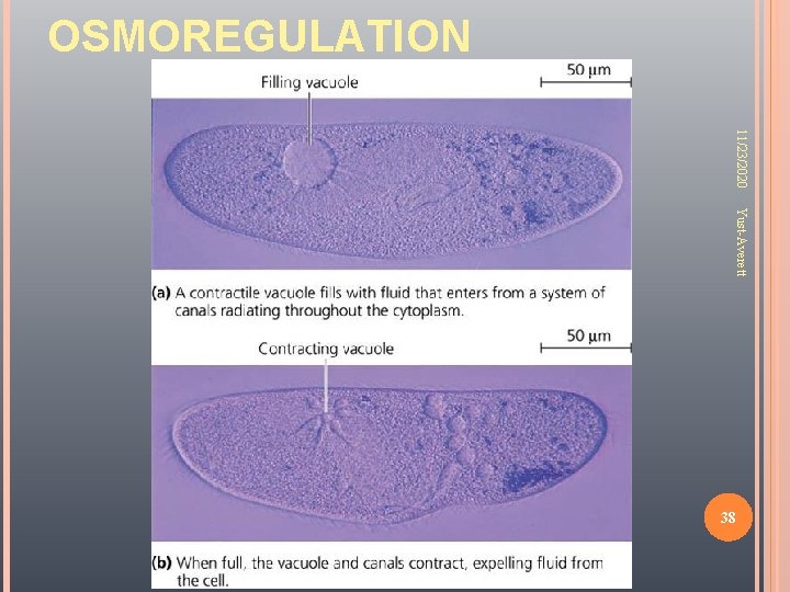 OSMOREGULATION 11/23/2020 Yust-Averett 38 