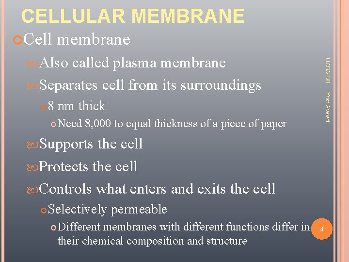 CELLULAR MEMBRANE Cell membrane called plasma membrane Separates cell from its surroundings Yust-Averett 11/23/2020