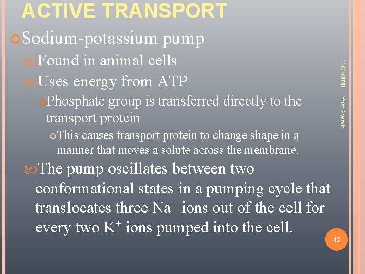 ACTIVE TRANSPORT Sodium-potassium pump in animal cells Uses energy from ATP Yust-Averett Phosphate group