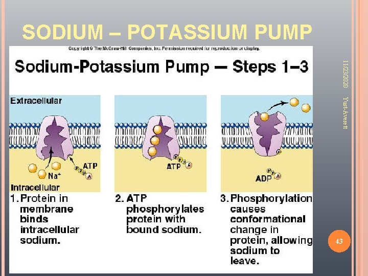 SODIUM – POTASSIUM PUMP 11/23/2020 Yust-Averett 43 