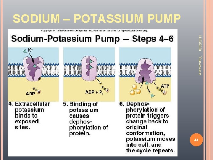 SODIUM – POTASSIUM PUMP 11/23/2020 Yust-Averett 44 
