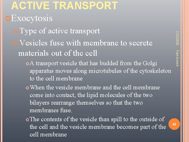 ACTIVE TRANSPORT Exocytosis Yust-Averett of active transport Vesicles fuse with membrane to secrete materials