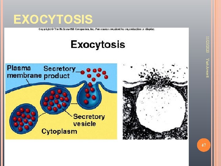 EXOCYTOSIS 11/23/2020 Yust-Averett 47 