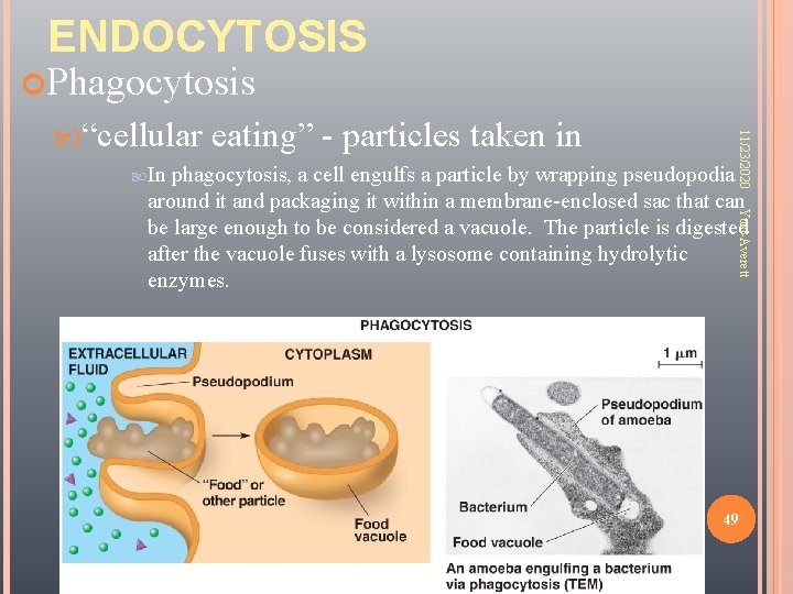 ENDOCYTOSIS Phagocytosis In eating” - particles taken in 11/23/2020 “cellular Yust-Averett phagocytosis, a cell