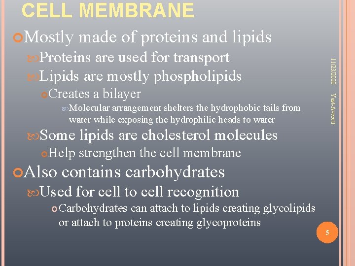 CELL MEMBRANE Mostly made of proteins and lipids Creates a bilayer Yust-Averett 11/23/2020 Proteins