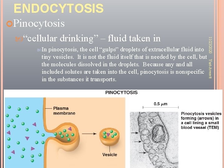 ENDOCYTOSIS Pinocytosis In drinking” – fluid taken in Yust-Averett pinocytosis, the cell “gulps” droplets