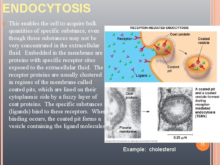 ENDOCYTOSIS 11/23/2020 This enables the cell to acquire bulk quantities of specific substance, even