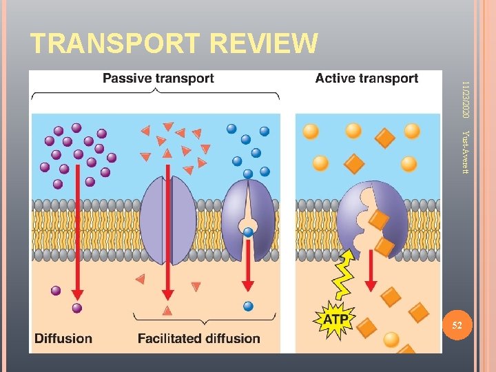 TRANSPORT REVIEW 11/23/2020 Yust-Averett 52 