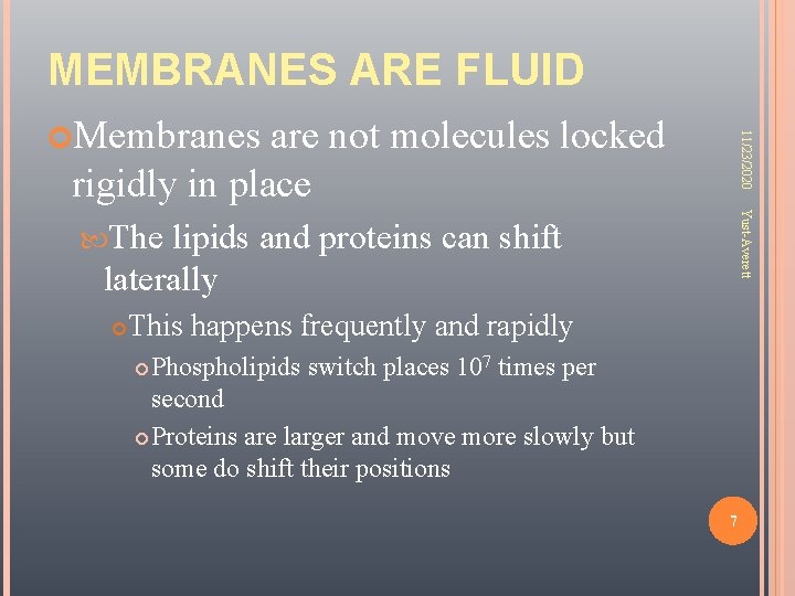 MEMBRANES ARE FLUID are not molecules locked rigidly in place 11/23/2020 Membranes Yust-Averett The