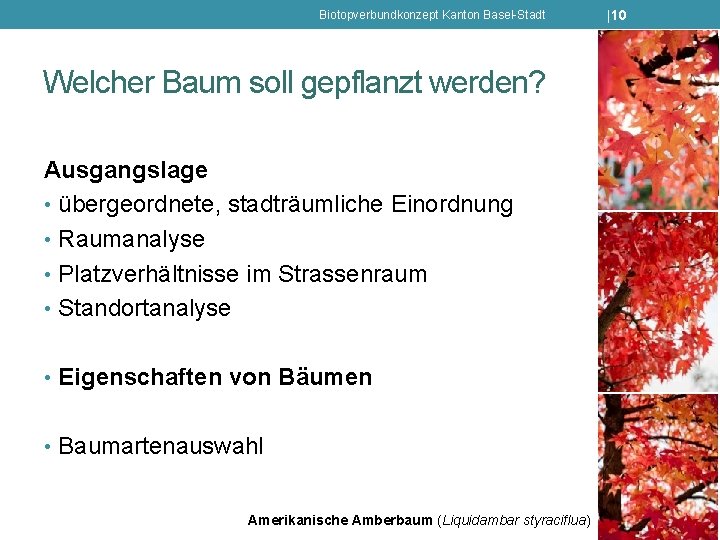 Biotopverbundkonzept Kanton Basel-Stadt Welcher Baum soll gepflanzt werden? Ausgangslage • übergeordnete, stadträumliche Einordnung •