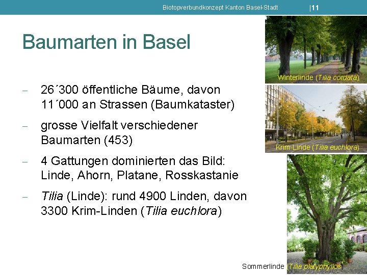 Biotopverbundkonzept Kanton Basel-Stadt |11 Baumarten in Basel Winterlinde (Tilia cordata) - 26´ 300 öffentliche