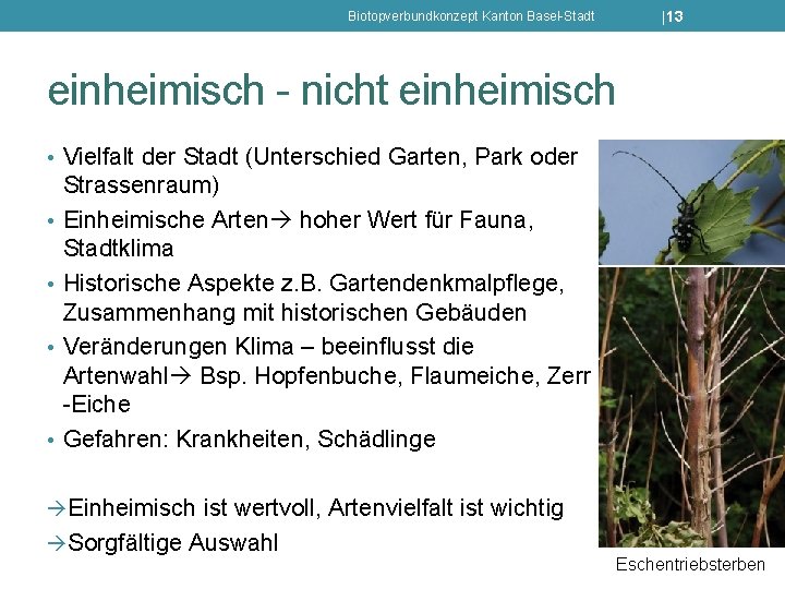 |13 Biotopverbundkonzept Kanton Basel-Stadt einheimisch - nicht einheimisch • Vielfalt der Stadt (Unterschied Garten,