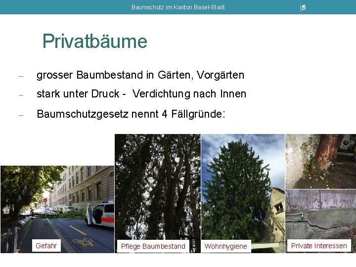 Baumschutz im Kanton Basel-Stadt |5 Privatbäume - grosser Baumbestand in Gärten, Vorgärten - stark
