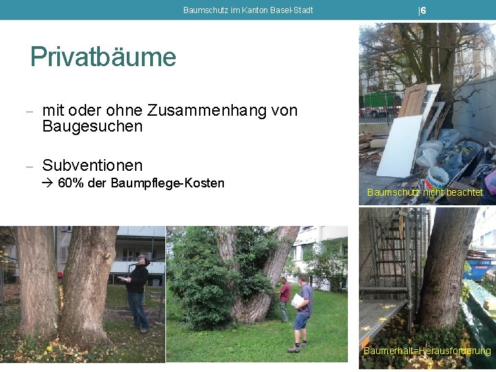 Baumschutz im Kanton Basel-Stadt |6 Privatbäume - mit oder ohne Zusammenhang von Baugesuchen -