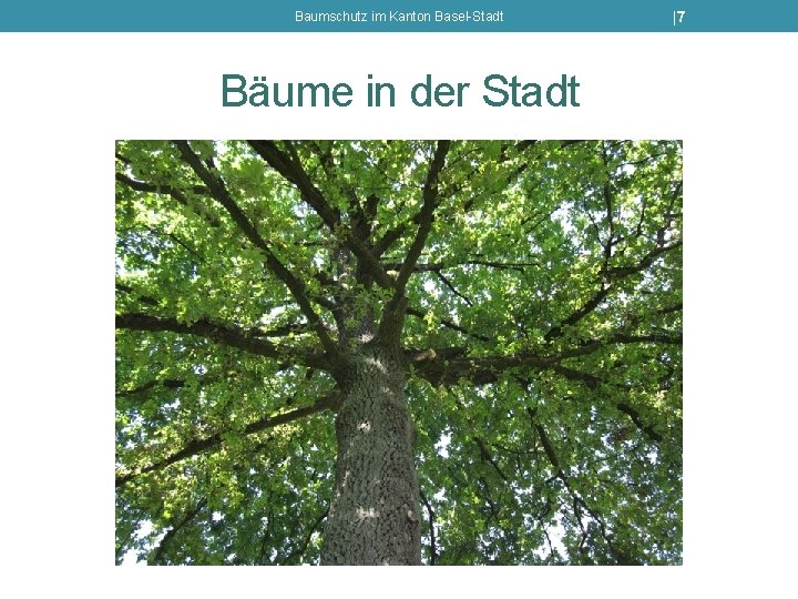 Baumschutz im Kanton Basel-Stadt Bäume in der Stadt |7 