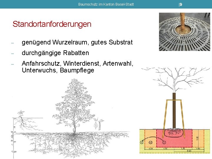 Baumschutz im Kanton Basel-Stadt Standortanforderungen - genügend Wurzelraum, gutes Substrat - durchgängige Rabatten -