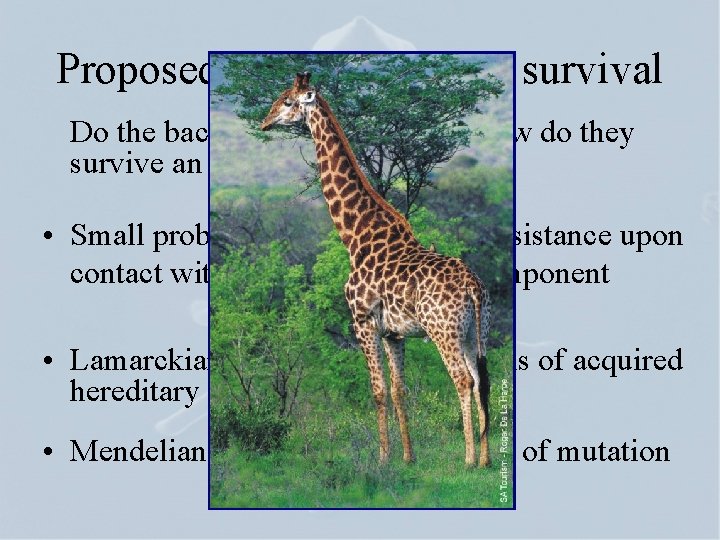 Proposed mechanisms for survival Do the bacteria have genes and how do they survive