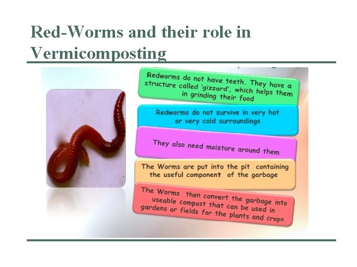 Red-Worms and their role in Vermicomposting 