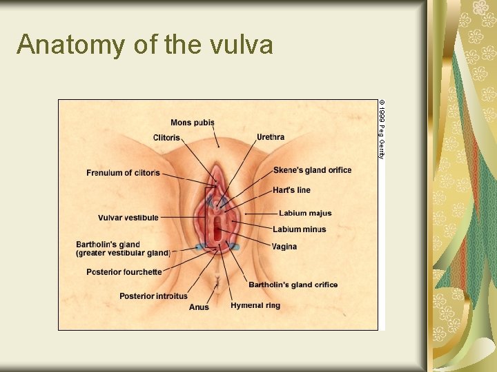 Anatomy of the vulva 