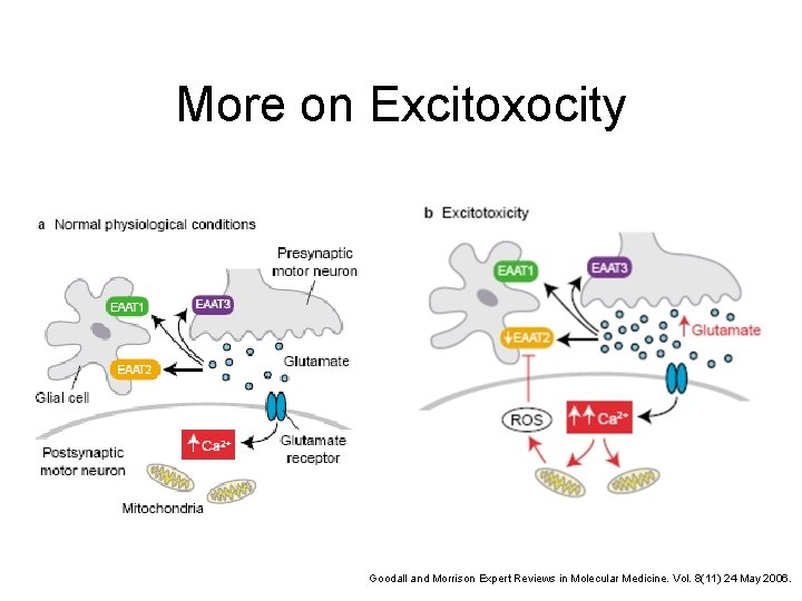 More on Excitoxocity Goodall and Morrison Expert Reviews in Molecular Medicine. Vol. 8(11) 24