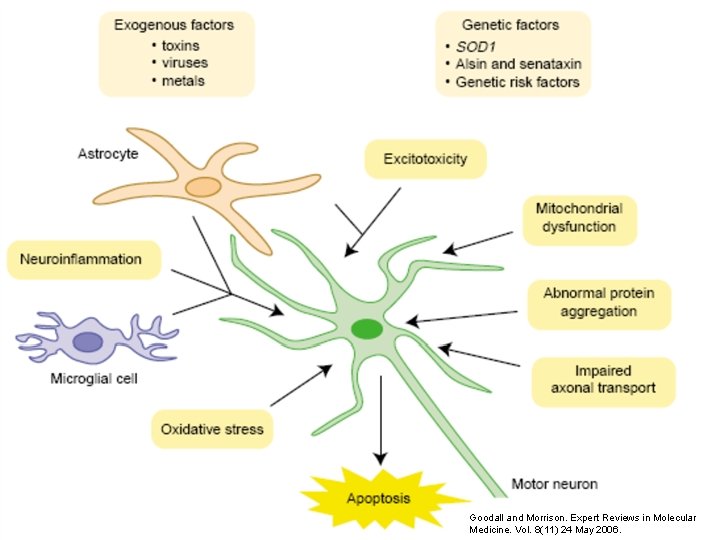 Goodall and Morrison. Expert Reviews in Molecular Medicine. Vol. 8(11) 24 May 2006. 