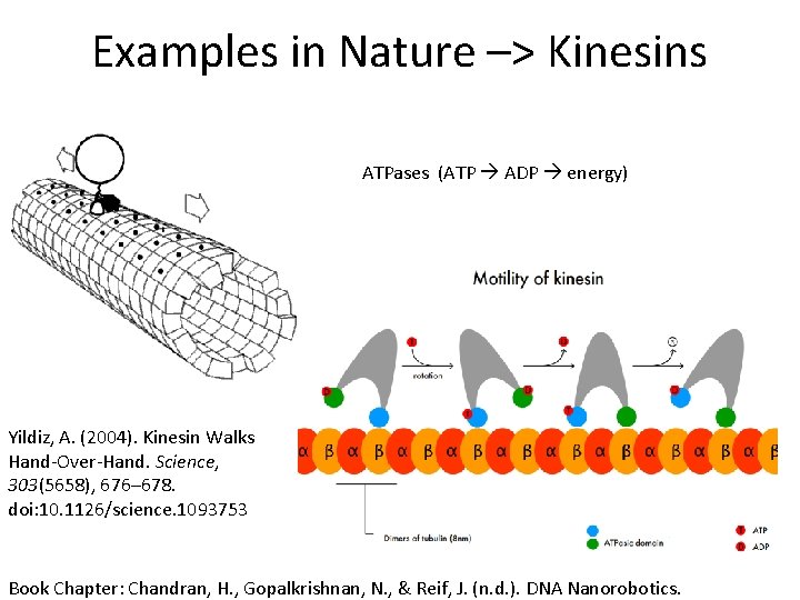 Examples in Nature –> Kinesins ATPases (ATP ADP energy) Yildiz, A. (2004). Kinesin Walks