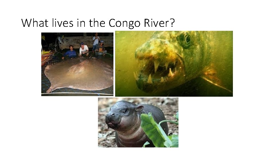 What lives in the Congo River? 