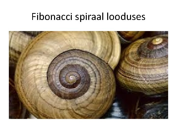 Fibonacci spiraal looduses 