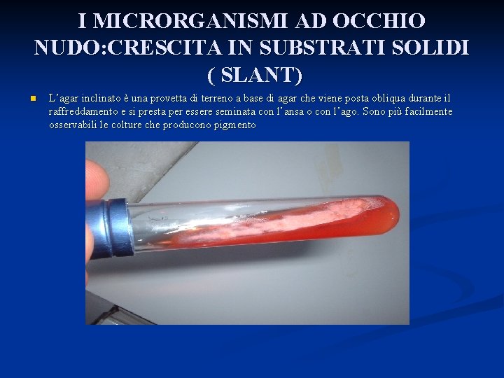 I MICRORGANISMI AD OCCHIO NUDO: CRESCITA IN SUBSTRATI SOLIDI ( SLANT) n L’agar inclinato