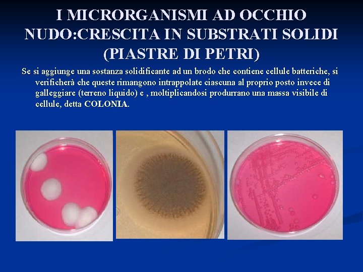 I MICRORGANISMI AD OCCHIO NUDO: CRESCITA IN SUBSTRATI SOLIDI (PIASTRE DI PETRI) Se si