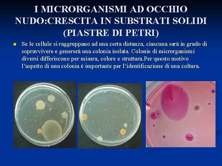 I MICRORGANISMI AD OCCHIO NUDO: CRESCITA IN SUBSTRATI SOLIDI (PIASTRE DI PETRI) n Se