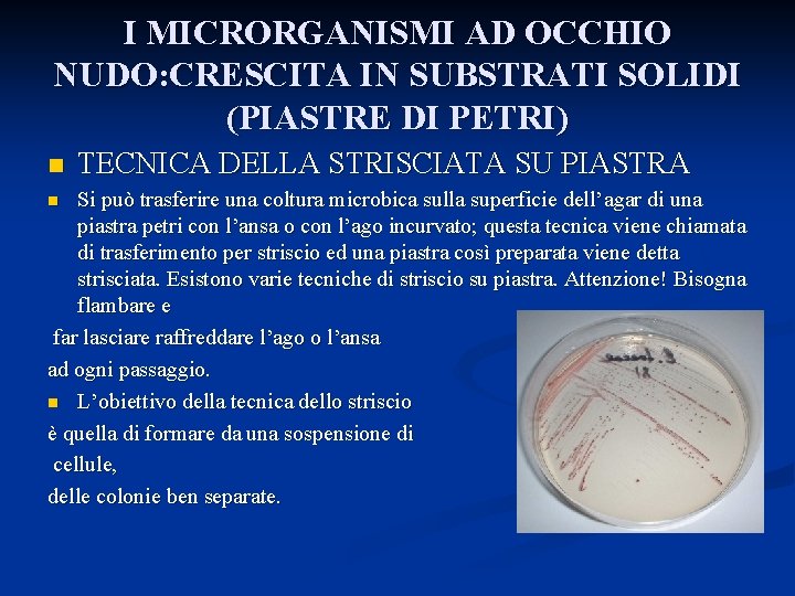 I MICRORGANISMI AD OCCHIO NUDO: CRESCITA IN SUBSTRATI SOLIDI (PIASTRE DI PETRI) n TECNICA